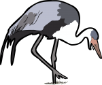 Wattled Crane freehand drawings